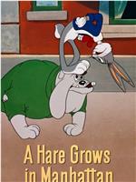 A Hare Grows in Manhattan在线观看和下载